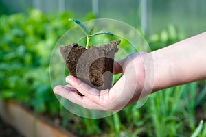 Little plant sprout in organic cup ready to be planted in green