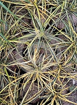 Little plant beside a streeet photo