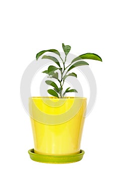 Little plants of citrus growing in a yellow pot isolated on white background.