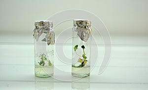 Little plants in a jar