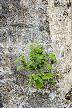 Little plants on old ruins brick wall with concrete cracked