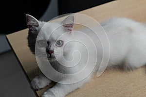 Little platinum cat lying on the table looking at me