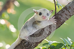 Little platinum mosaic sugar-glider