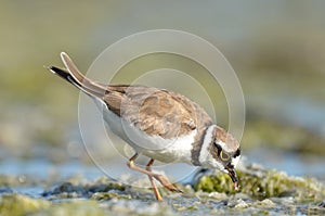 Little Plover with shrimp in beak.