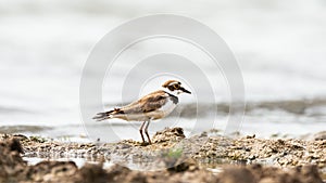 Little plover in the wild. Charadrius dubius