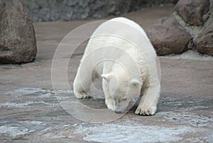 Little polar bear