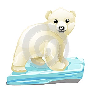 Little polar bear on ice floe, animal isolated