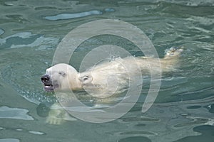 Little polar bear swimming