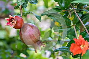 Little pomegranate on branch. Small pomegranate fruit on a green twig. uncommon little pomegranate fruit in nature