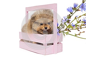 Little Pomeranian puppy in l wooden box