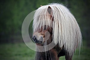 Little pony