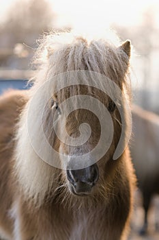 Little pony photo