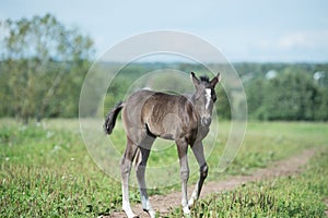 Little pony baby in the field