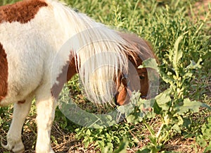 Little pony horse eat grass