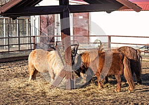 Little pony horses eat hay in paddock on a farm