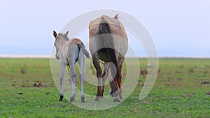 Little pony and mother in farm field