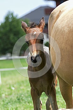 Little pony in the summer