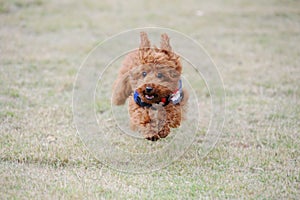 Little poodle dog running