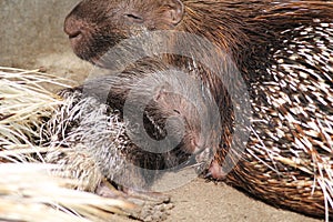 Little porcupine with its mother