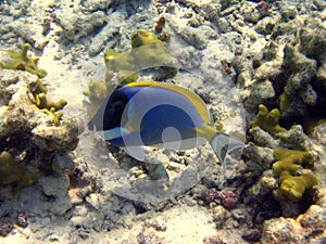 Little Powder Blue Tang