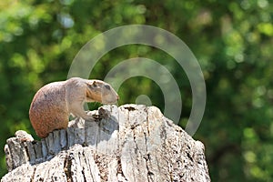 Little praire dog on the old and dry wood photo