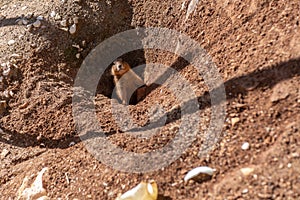 Little Prairie Dog Originary From North America That Emerges From A Hole In The Ground