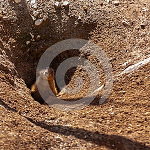 Little Prairie Dog Originary From North America That Emerges From A Hole In The Ground