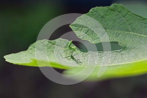 Little praying mantis and its shadow in projection on a green leaf