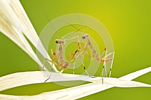 Little praying mantises