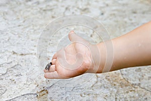 Little preschool girl holding small wild frog. Happy curious child watching and exploring animals in nature.