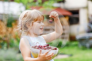 Little preschool girl picking and eating ripe cherries from tree in garden. Happy toddler child holding fresh fruits