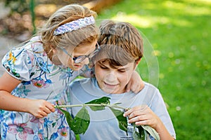 Little preschool girl and school kid boy watch caterpillar climb on plant. Happy excited children, siblings, brother and