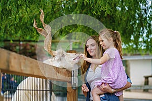 Little preschool girl and woman feeding goat. Happy excited child and mother feeds animals a wildlife park. Family