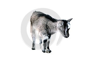 Little pretty goatling