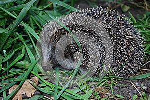 little prickly hedgehog on a background of green grass