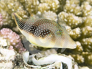Little Pufferfish photo
