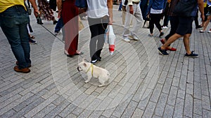 Little pug dog on a leash. Legs and feet of passersby