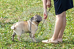 Little pug dog near his mistress. Woman feeding a dog