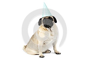 Little pug pose sitting in a funny cap . Isolated on white background.