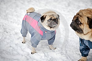 Little Pugs Outdoors