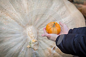 Little pumpkin in child hands against big one