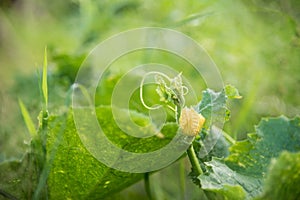 The little pumpkin flower