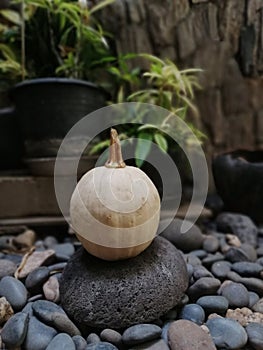 Little pumpkin on steping stone