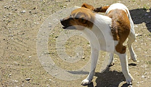 Little puppies bite and play with each other against the background of green grass. Beautiful white color, black nose and brown e