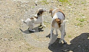 Little puppies bite and play with each other against the background of green grass. Beautiful white color, black nose and brown e