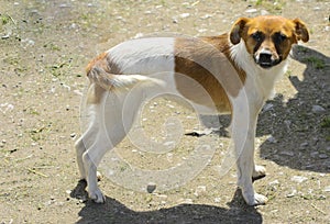 Little puppies bite and play with each other against the background of green grass. Beautiful white color, black nose and brown e