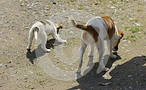 Little puppies bite and play with each other against the background of green grass. Beautiful white color, black nose and brown e