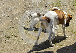 Little puppies bite and play with each other against the background of green grass. Beautiful white color, black nose and brown e