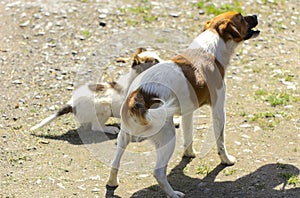 Little puppies bite and play with each other against the background of green grass. Beautiful white color, black nose and brown e