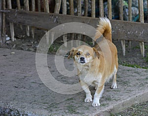 Little puppies bite and play with each other against the background of green grass. Beautiful white color, black nose and brown e